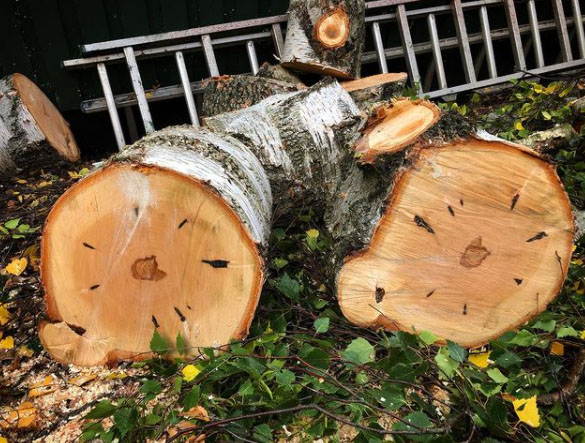 arborist